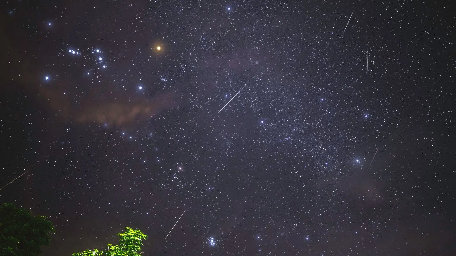 Céu noturno muito estrelado com vários rastos finos de meteoros e a copa de uma árvore no canto inferior