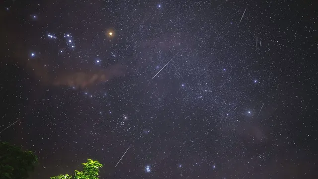 Céu noturno muito estrelado com vários rastos finos de meteoros e a copa de uma árvore no canto inferior