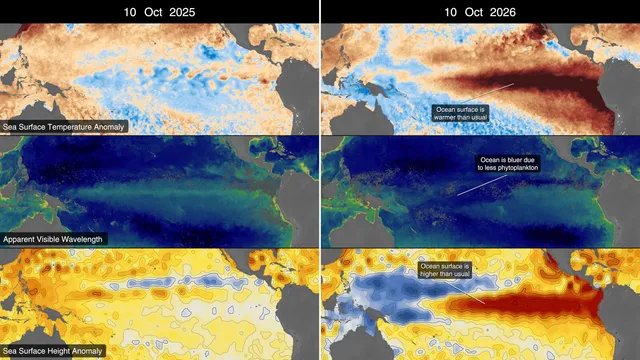 Seis mapas do Oceano Pacífico lado a lado, comparando 10 de outubro de 2025 e 10 de outubro de 2026: temperatura da superfície do mar, cor do oceano e altura da água, com uma faixa vermelho-escura ao longo do equador em 2026