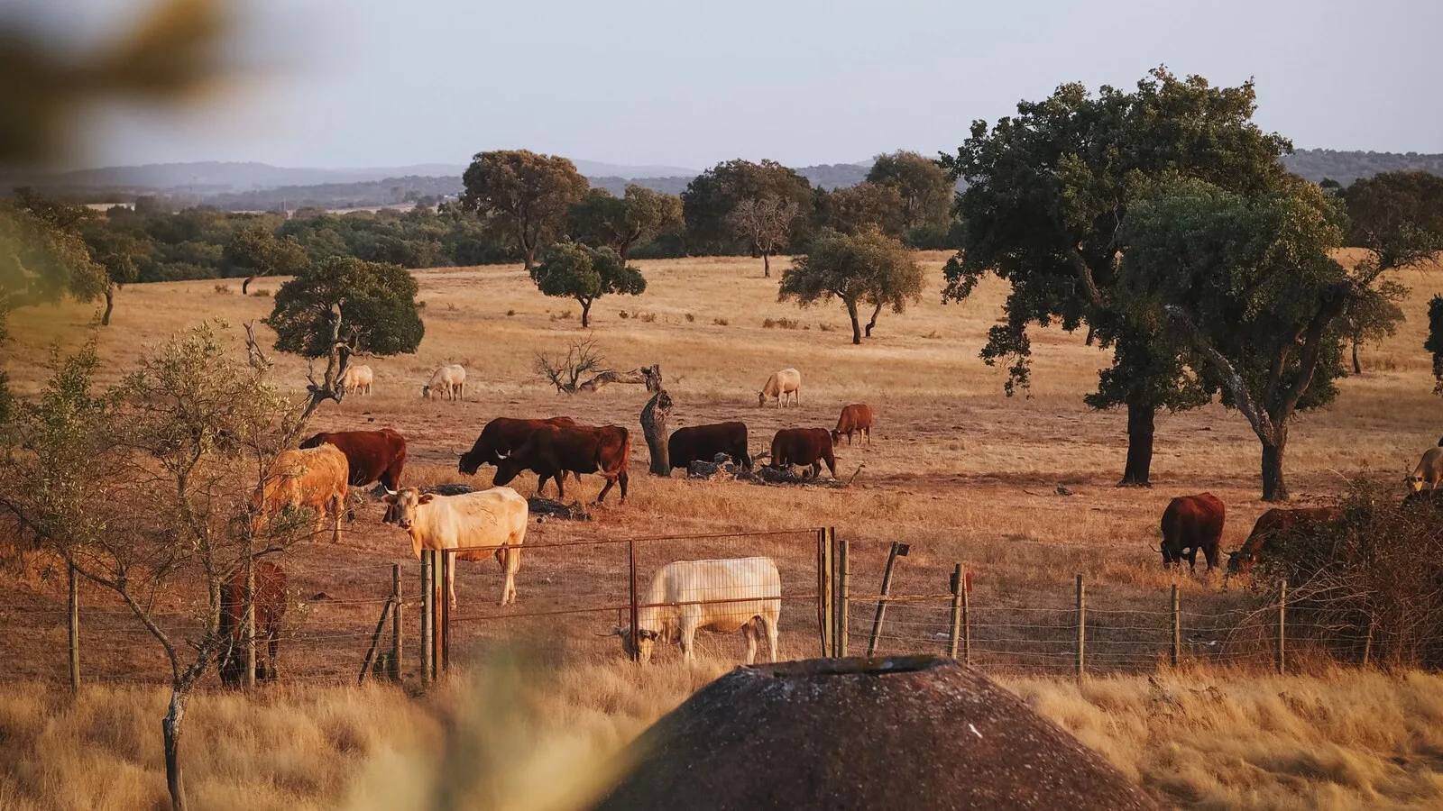 Vacas a pastar num montado do Alentejo com o pasto seco e dourado, entre sobreiros e azinheiras
