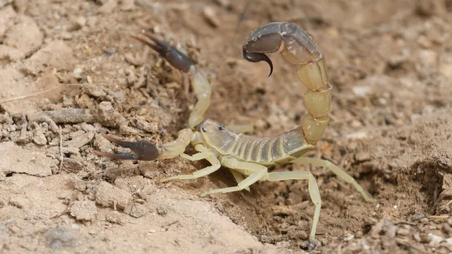 Escorpião amarelado de cauda grossa e pinças escuras, com a cauda levantada, sobre terra seca e pedras
