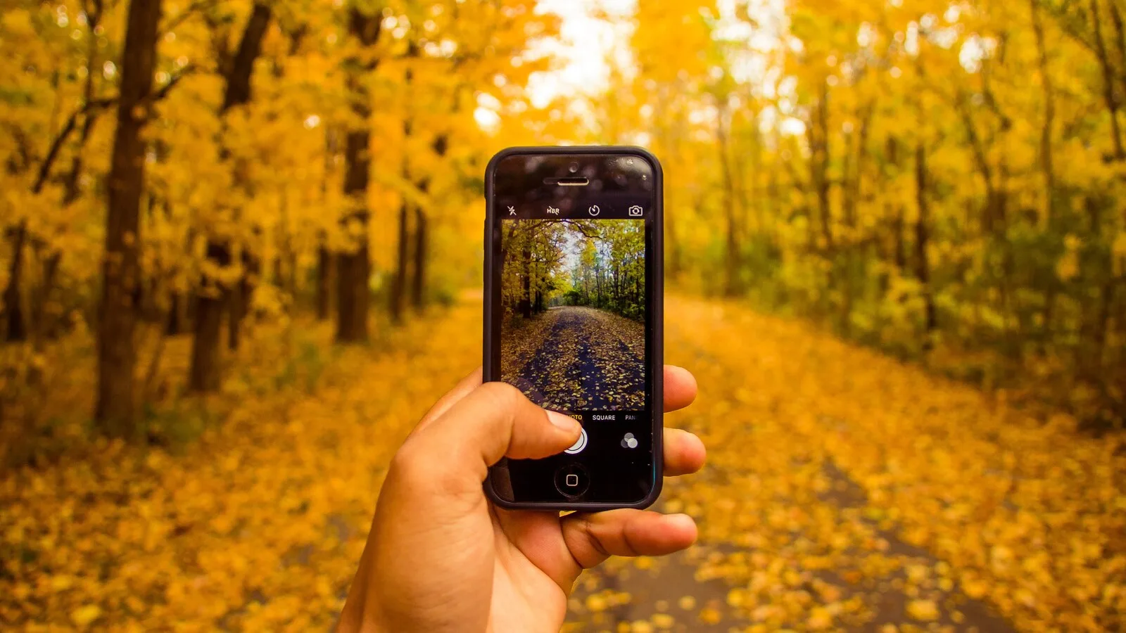 Mão a segurar um telemóvel que fotografa um caminho coberto de folhas amarelas num bosque de outono